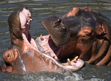 Dental Hippos