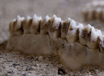 Chew on This – Prehistoric Humans Had Better Teeth Than Us