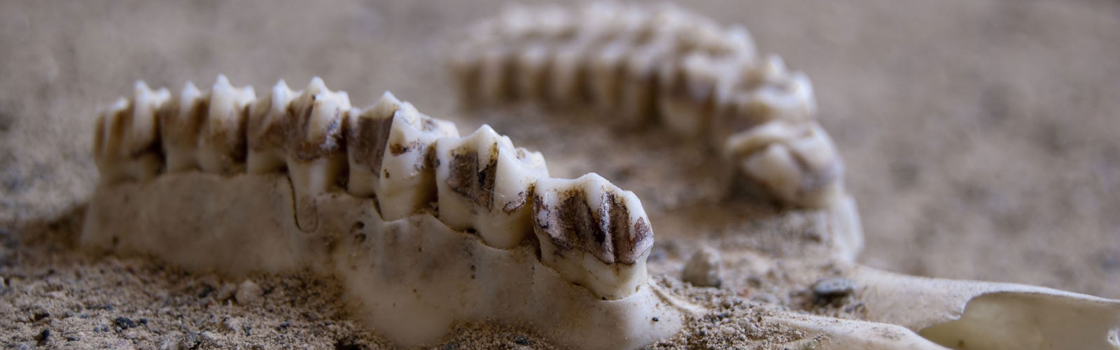 Chew on This – Prehistoric Humans Had Better Teeth Than Us
