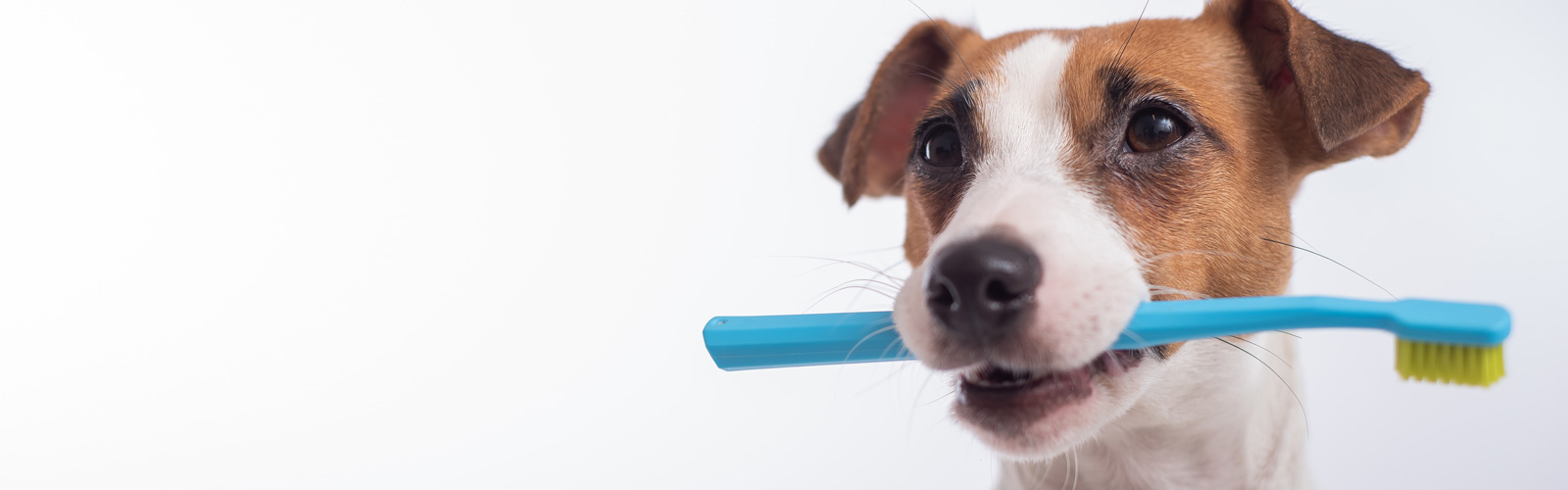Why Your Pet’s Teeth May Require More of Your Attention