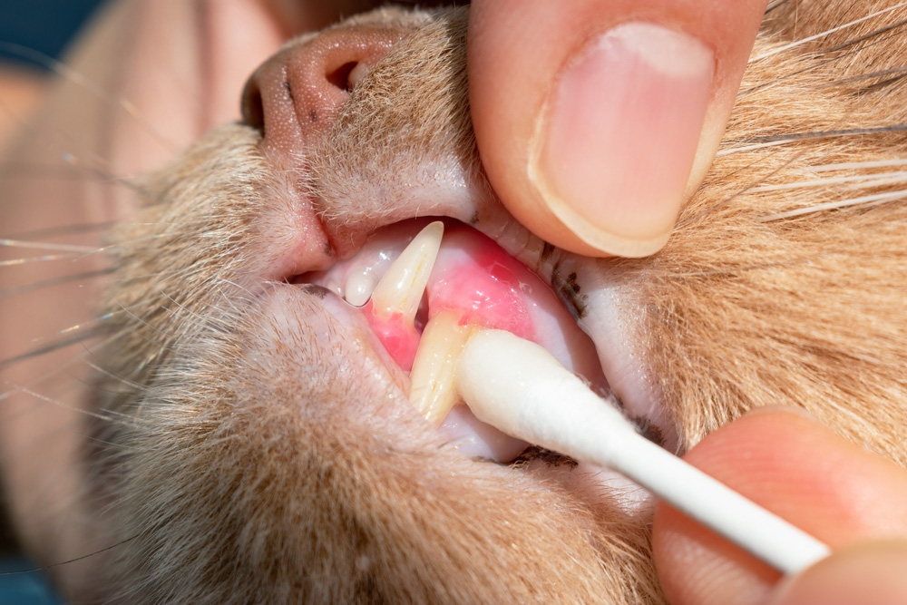 Why Your Pet's Teeth May Require More of Your Attention | DOCS Education